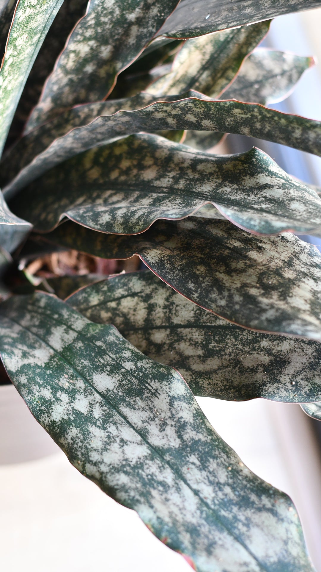 snake plant coppertone Sansevieria kirkii 'Coppertone' – A Rare, Sculptural Masterpiece – Happy Houseplants