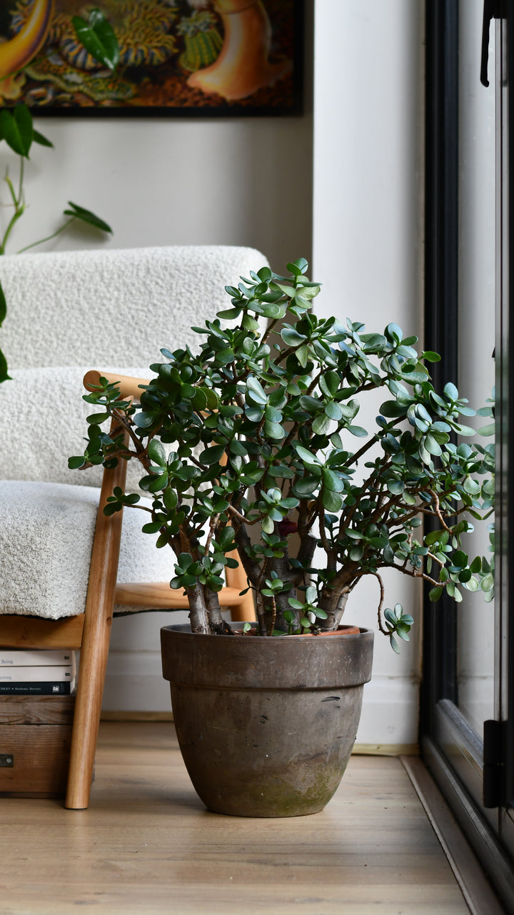 jade plant uk Crassula Ovata (Jade Plant) – A Timeless Statement Piece – Happy Houseplants