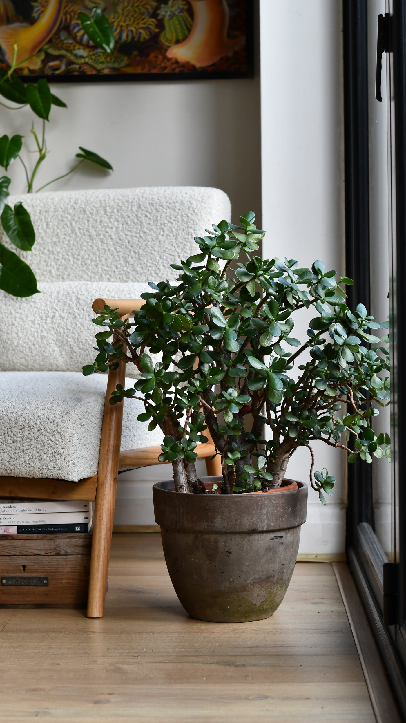 jade plant in house Crassula Ovata (Jade Plant) – A Timeless Statement Piece – Happy Houseplants