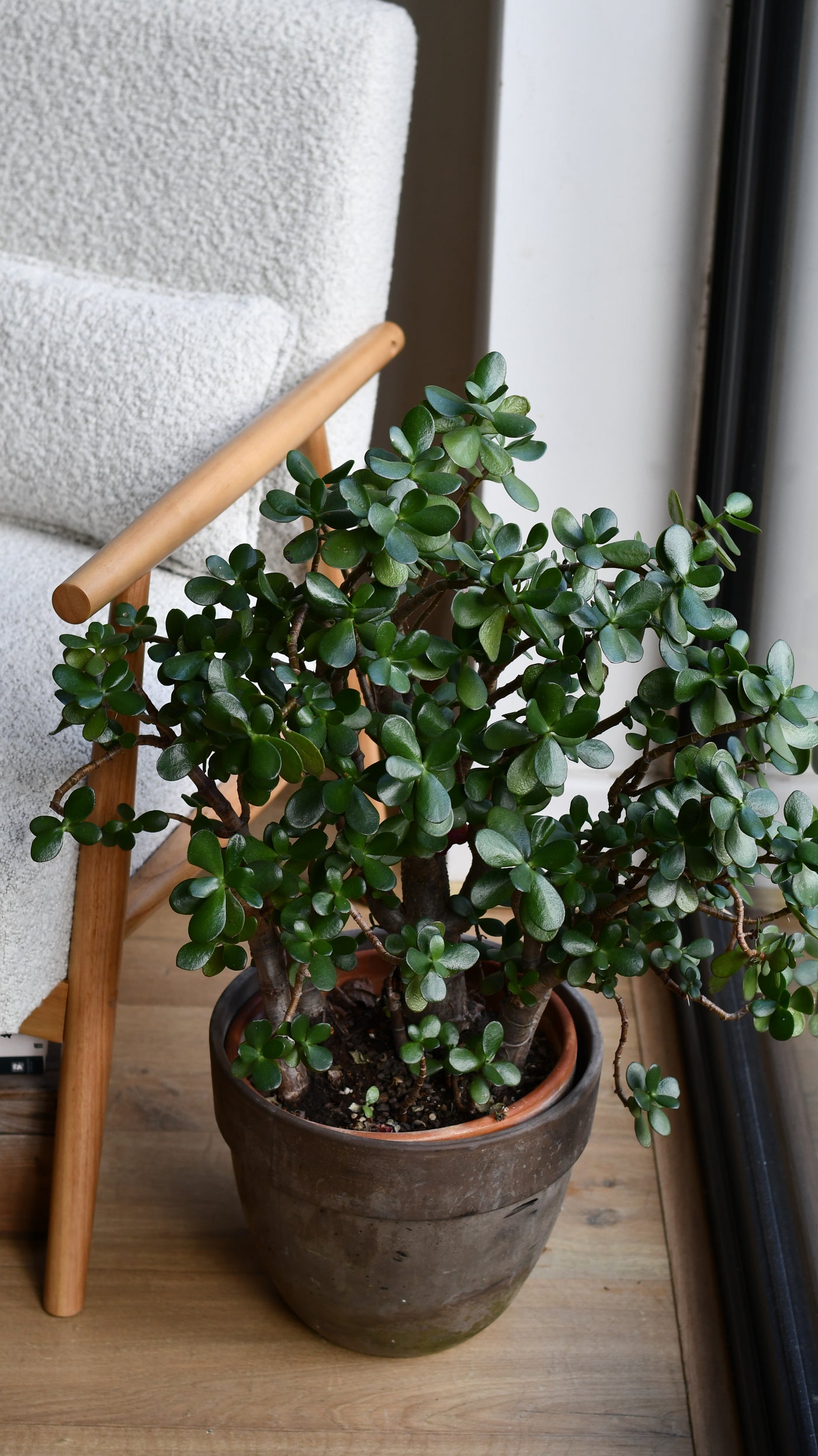 is crassula an indoor plant Crassula Ovata (Jade Plant) – A Timeless Statement Piece – Happy Houseplants