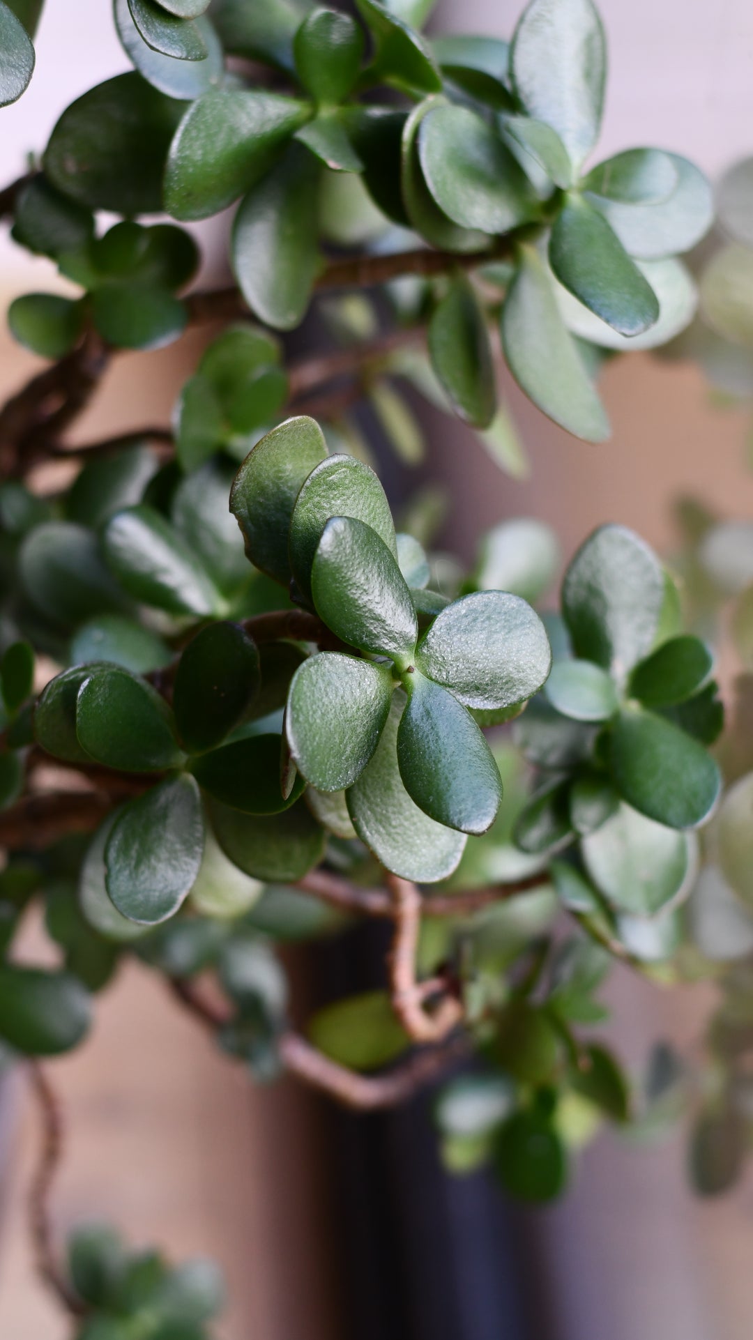 happy jade plant Crassula Ovata (Jade Plant) – A Timeless Statement Piece – Happy Houseplants