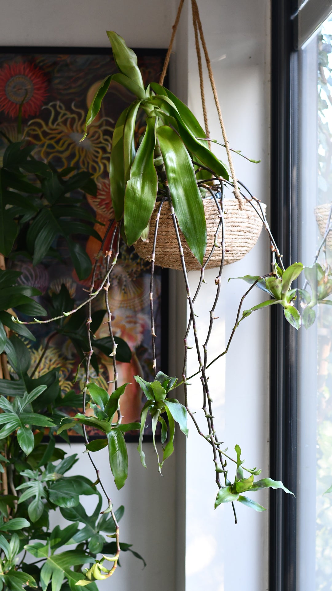 basket plant indoor care Callisia Fragrans - Basket Plant | Care, Styling & Benefits