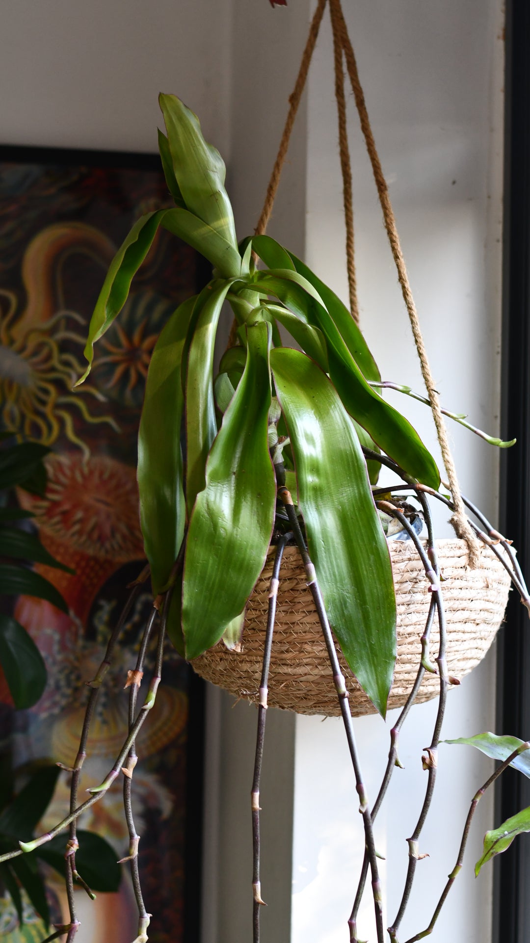 Callisia Fragrans - Basket Plant | Care, Styling & Benefits
