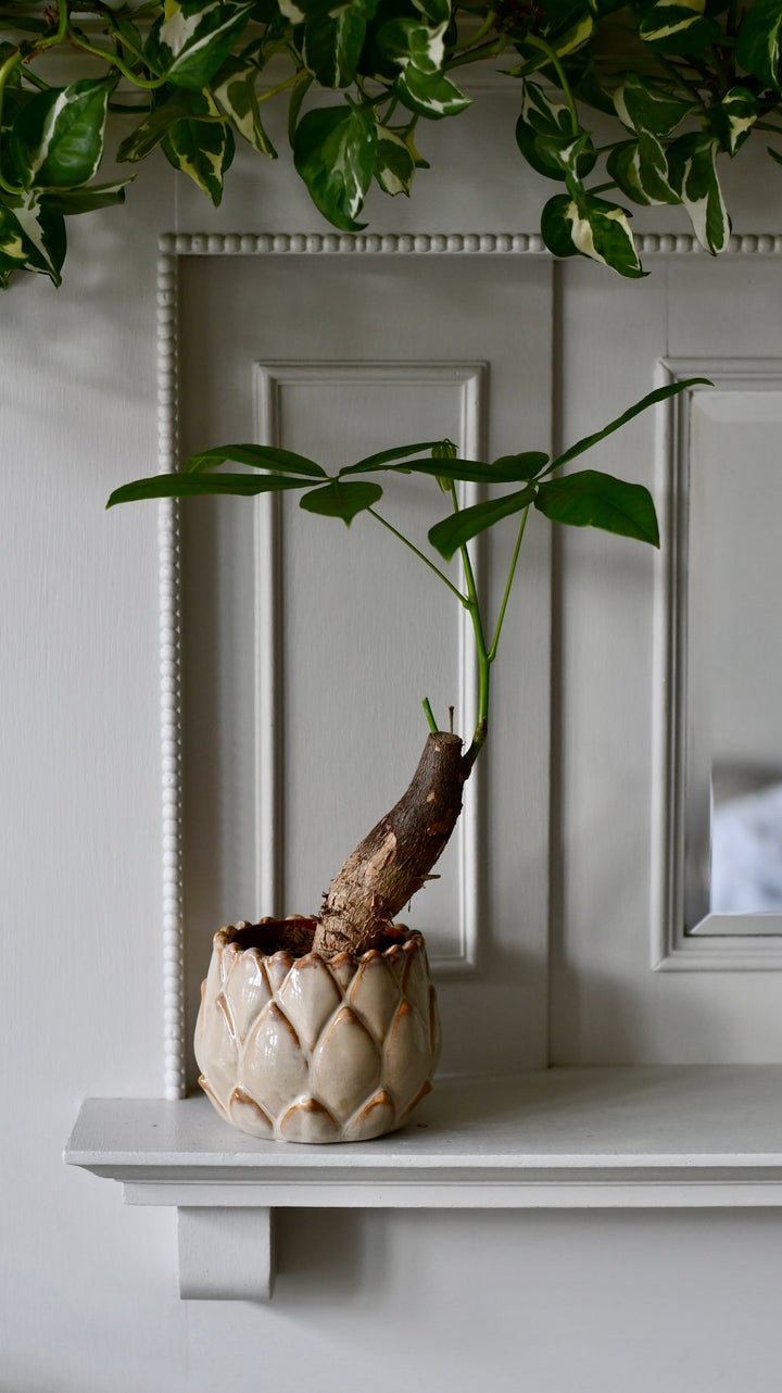 indoor plants money tree Mini Money Tree | Fortune Tree | Pachira Aquatica
