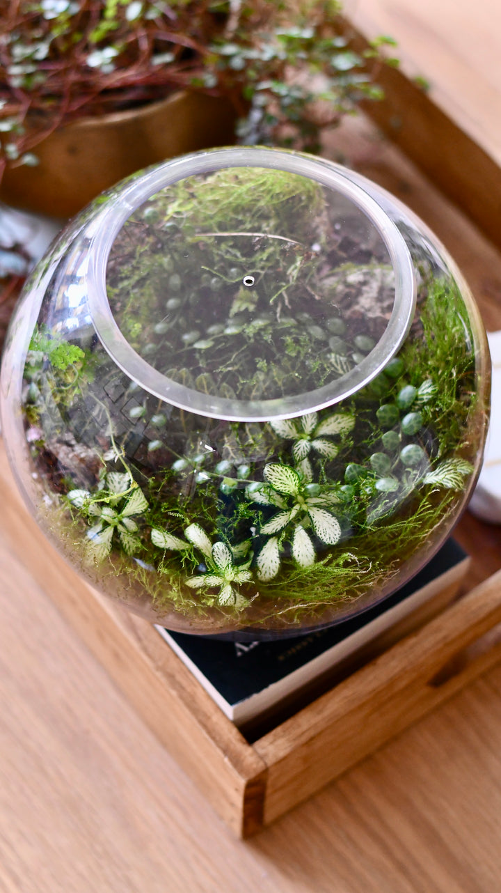 terrarium with plants included DIY Glass Terrarium Kit – Complete Closed Terrarium with Plants, Moss – Happy Houseplants