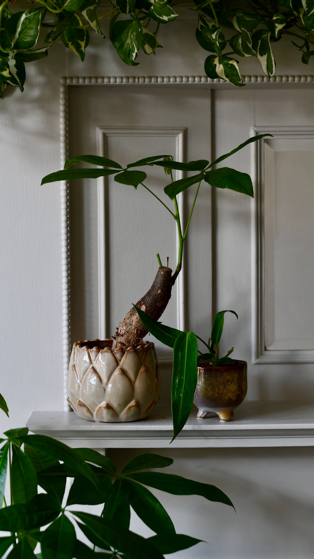 Mini Money Tree Fortune Tree or Pachira Aquatica