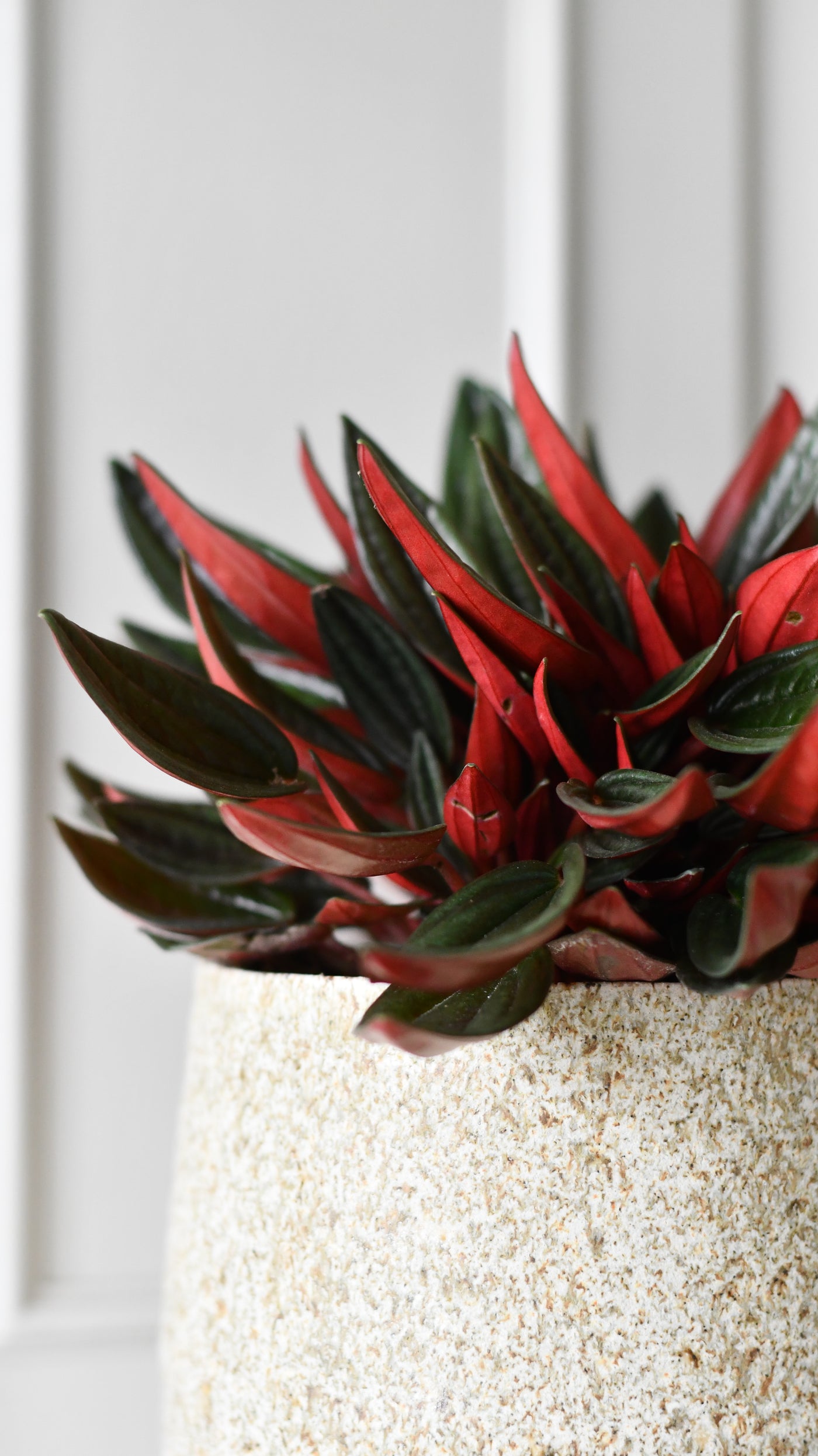 Peperomia caperata 'Rosso'