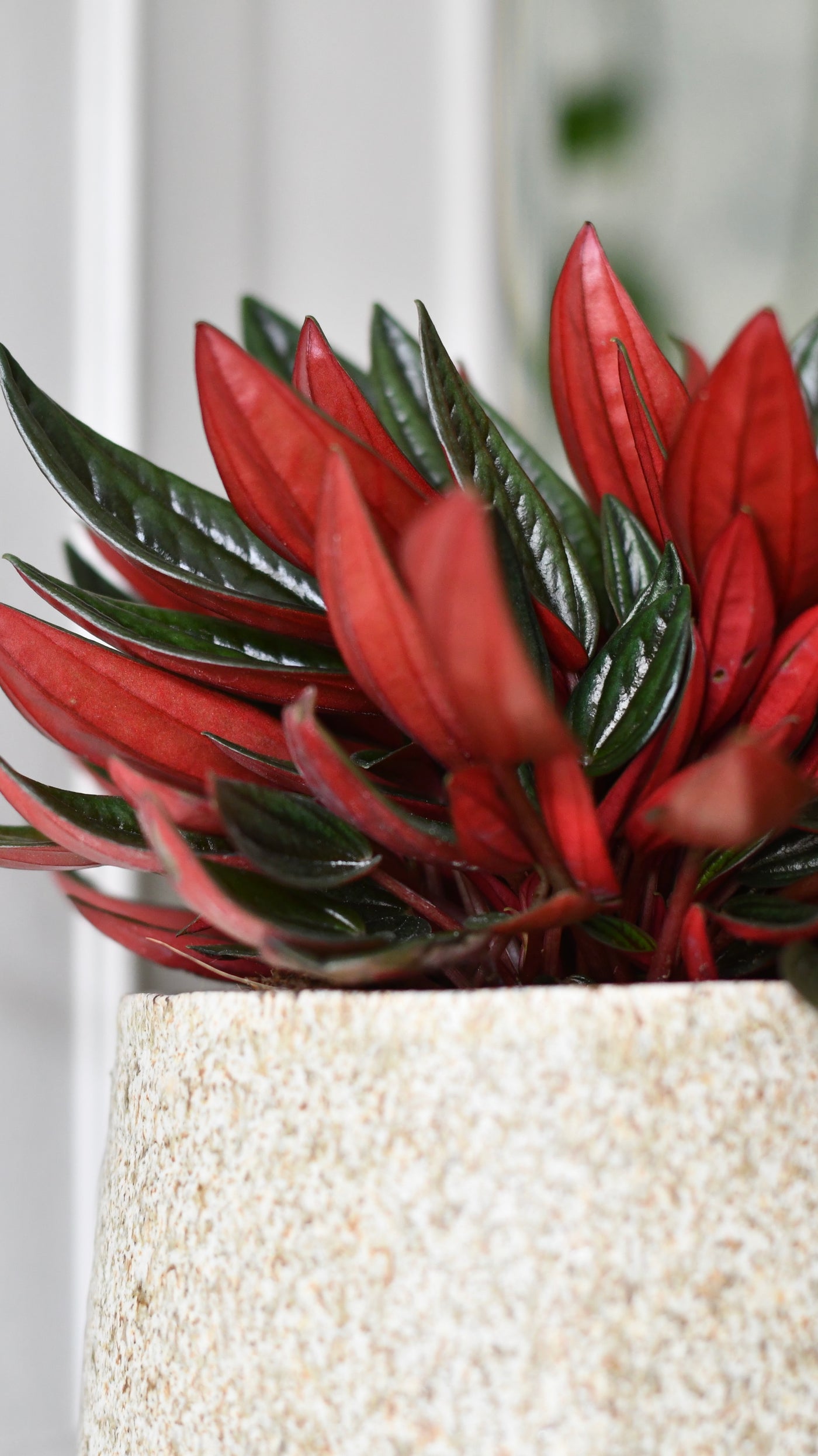 Peperomia caperata 'Rosso'