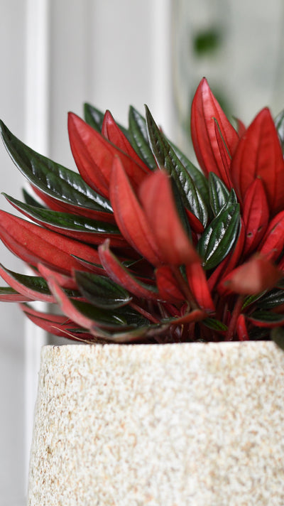 Peperomia caperata 'Rosso'