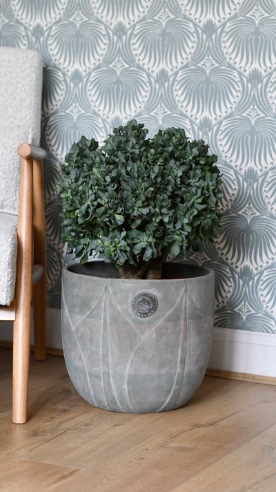 Majestic Crassula: The Giant Ripple Jade