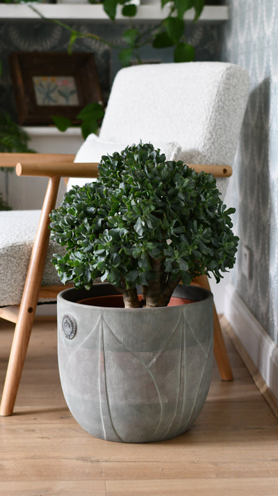 Majestic Crassula: The Giant Ripple Jade