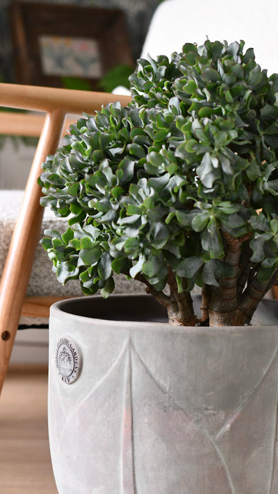 Majestic Crassula: The Giant Ripple Jade