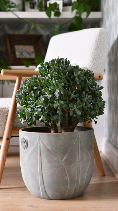 Majestic Crassula: The Giant Ripple Jade