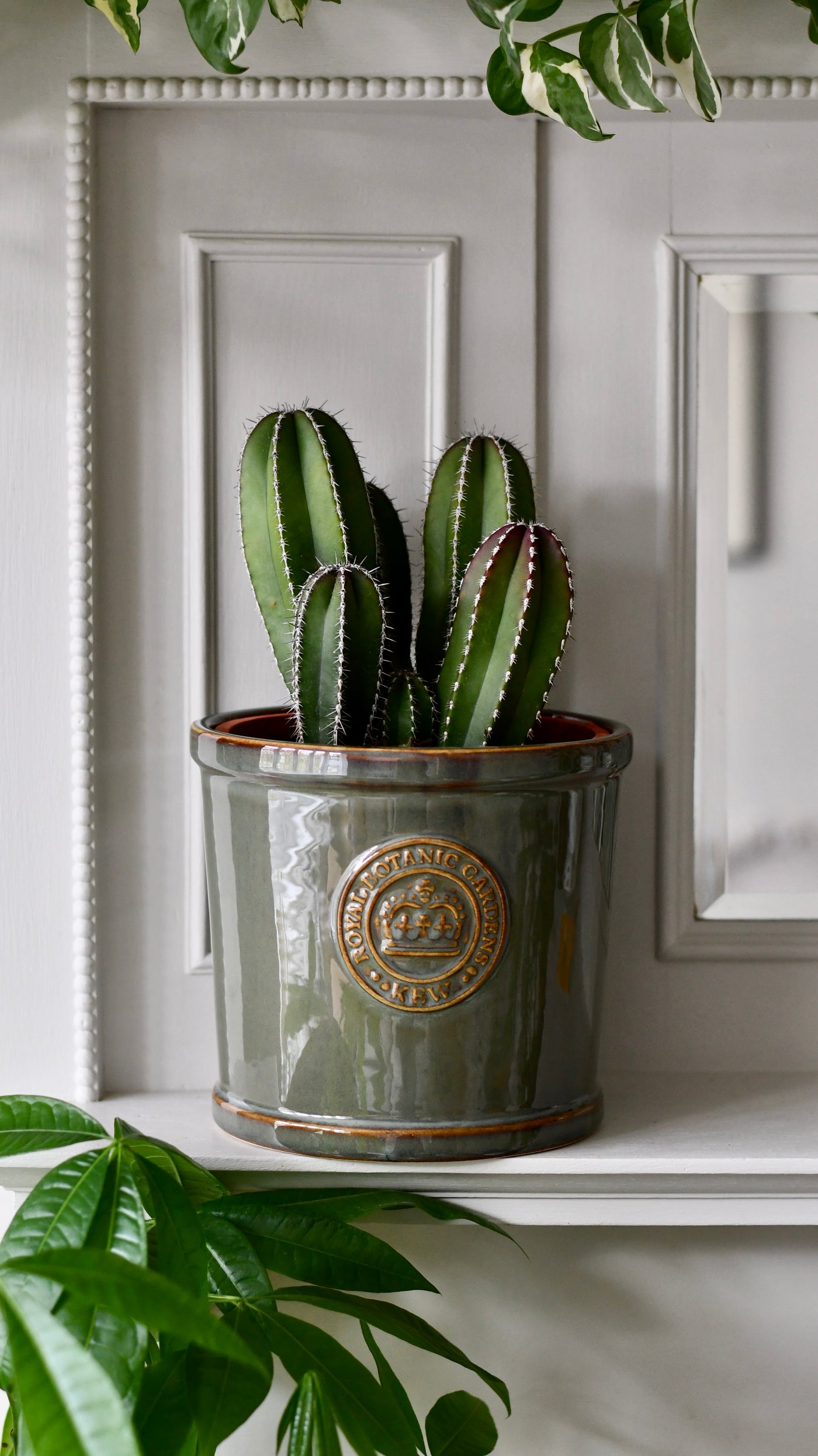 Pachycereus (Marginatocereus) marginatus (Mexican Fencepost Cactus)