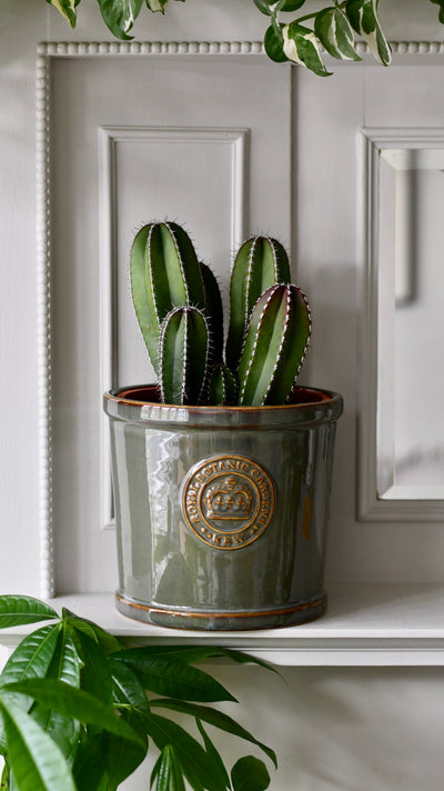 Pachycereus (Marginatocereus) marginatus (Mexican Fencepost Cactus)