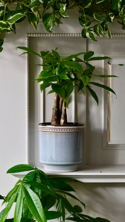 Clover Heather Dot Border Reactive Planter 15cm – Rustic Elegance with a Contemporary Twist