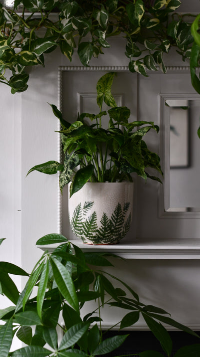 Veneto Printed Fern Planter 16cm