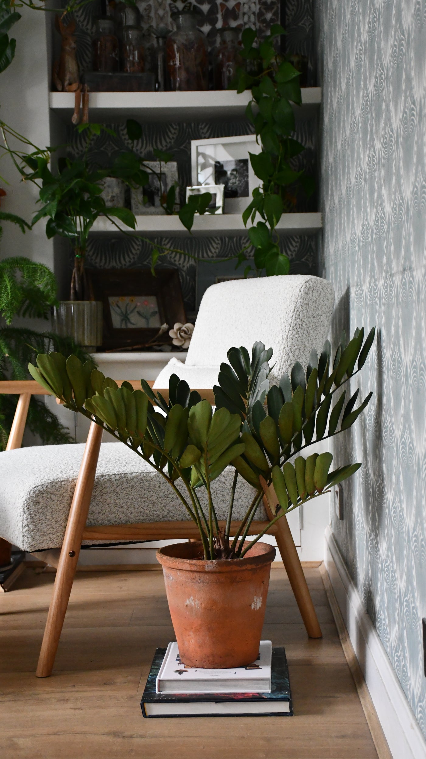 cardboard plant indoors Zamia Furfuracea – The Cardboard Palm – Happy Houseplants