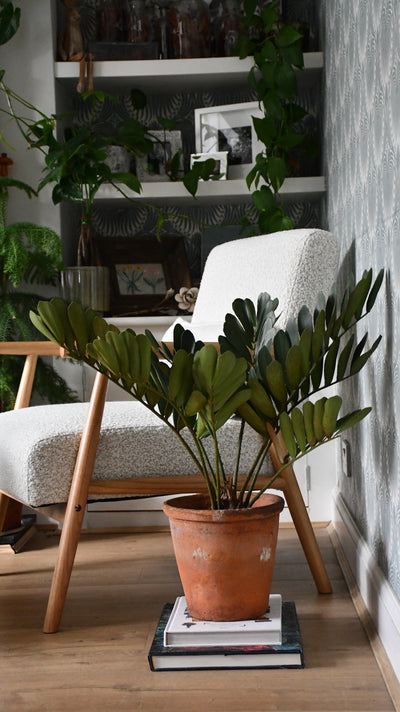 Zamia Furfuracea – The Cardboard Palm