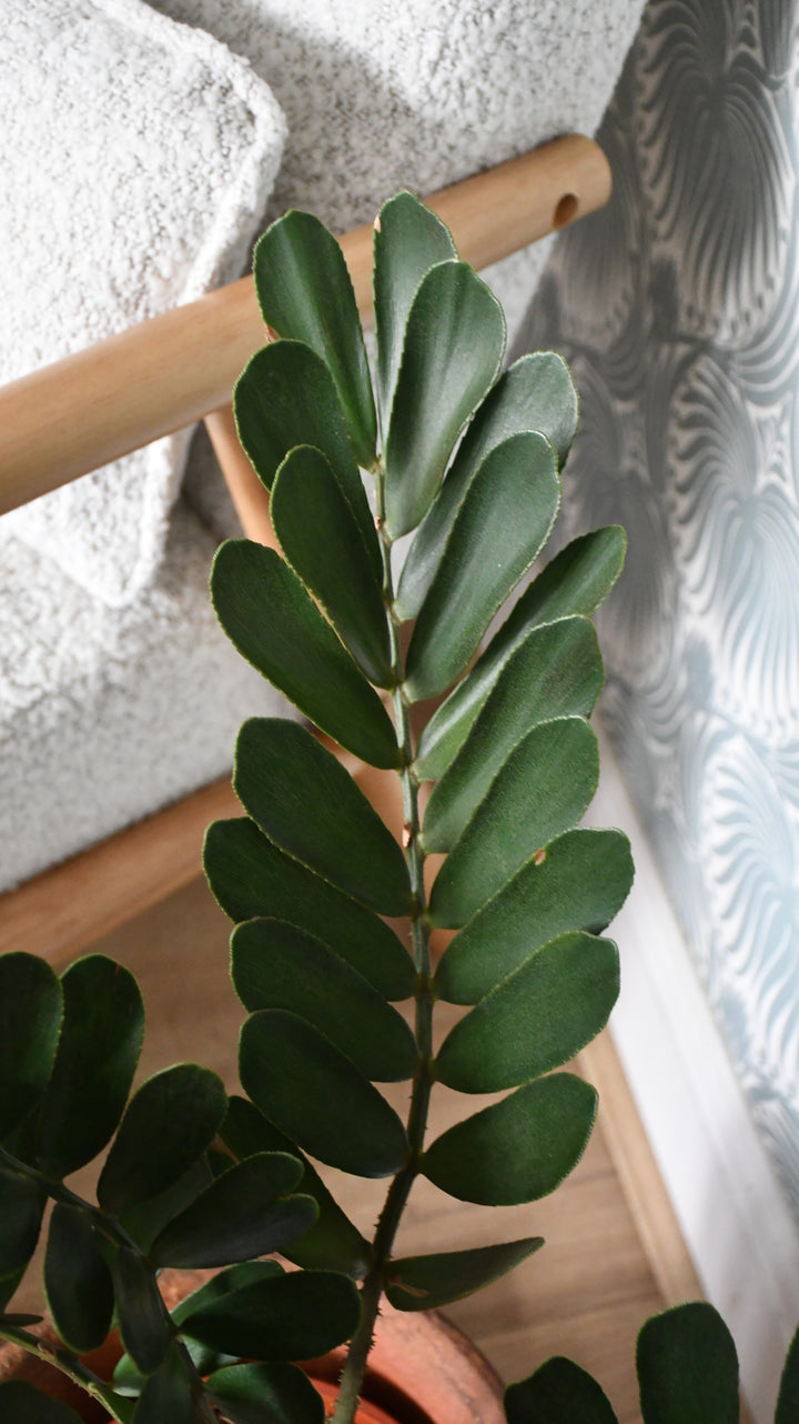 Zamia Furfuracea – The Cardboard Palm – Happy Houseplants