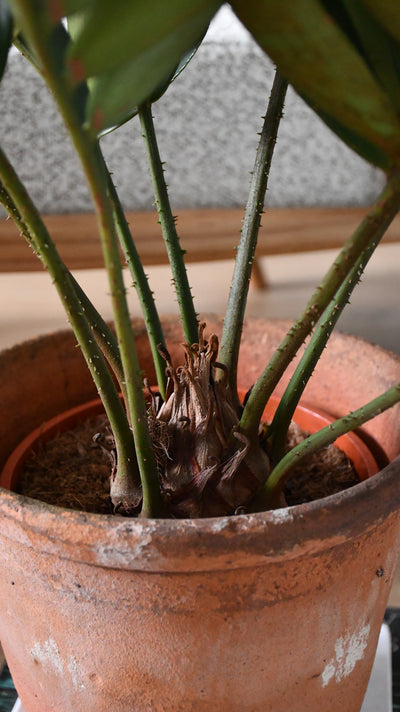 Zamia Furfuracea – The Cardboard Palm