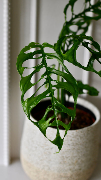 Monstera obliqua 'Peru' (Swiss Cheese Vine, Monstera obliqua Peru Form)