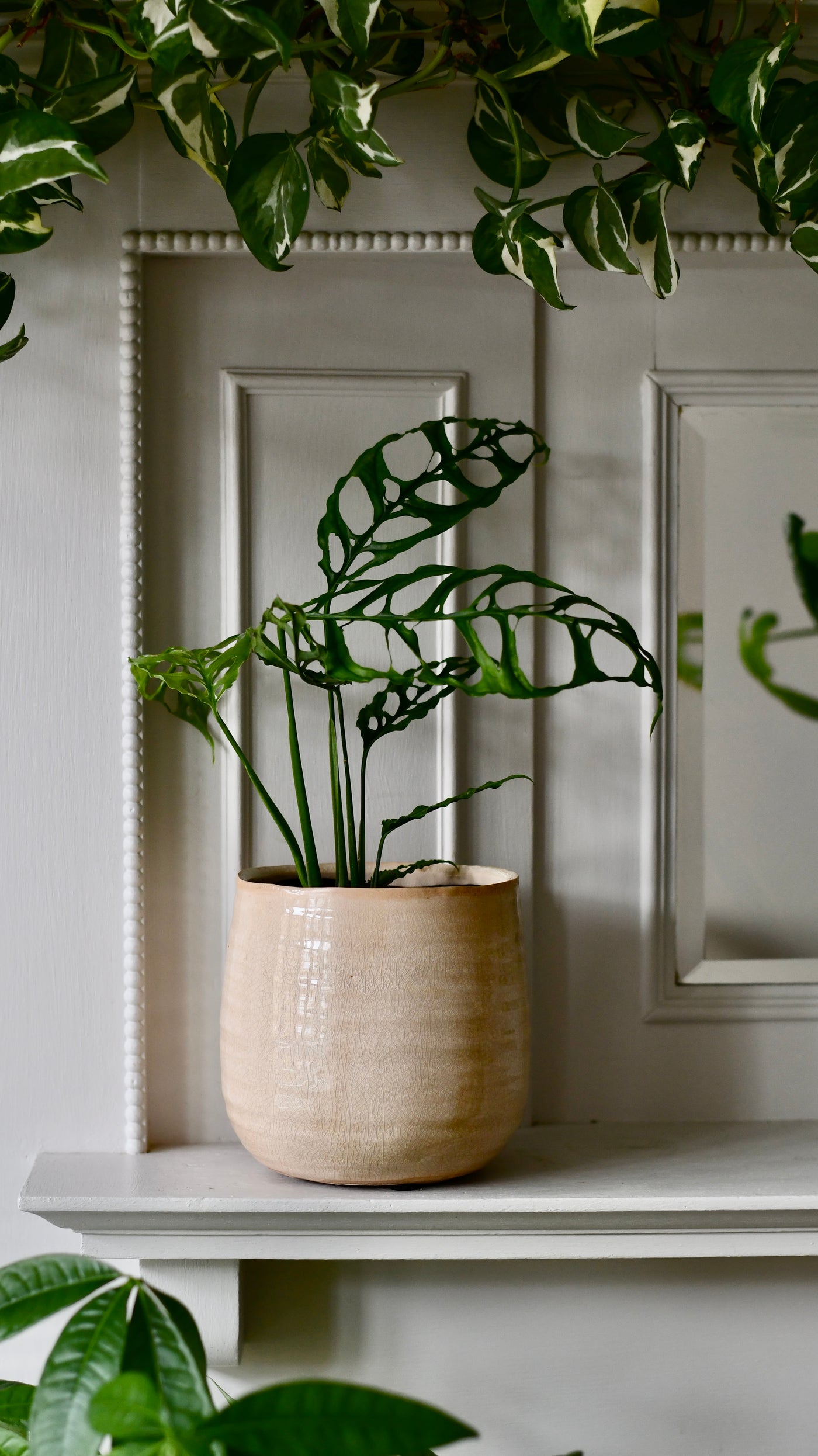 Monstera obliqua 'Peru' (Swiss Cheese Vine, Monstera obliqua Peru Form)