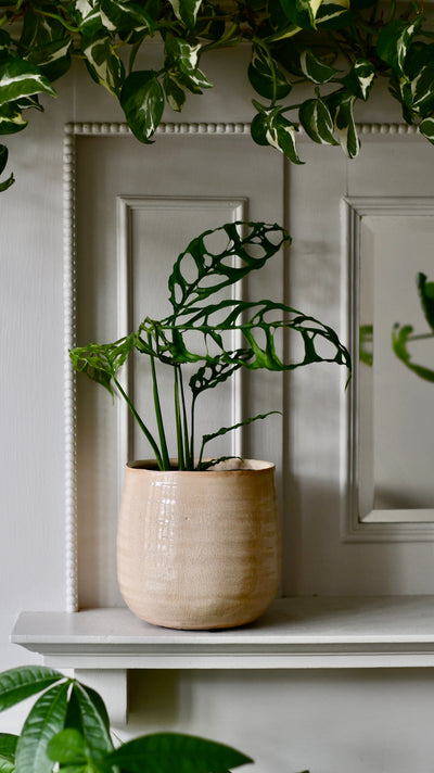 Monstera obliqua 'Peru' (Swiss Cheese Vine, Monstera obliqua Peru Form)