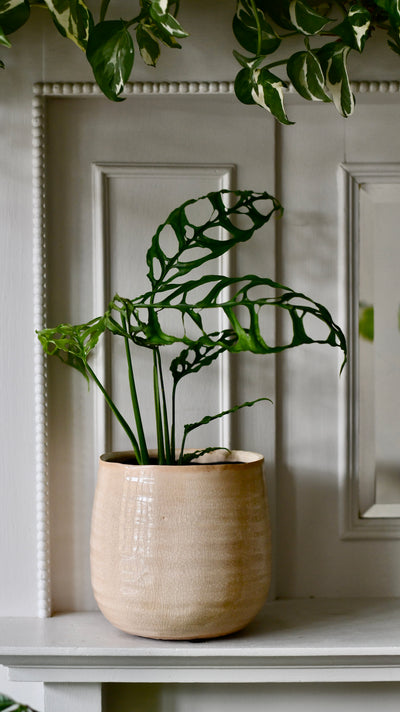Monstera obliqua 'Peru' (Swiss Cheese Vine, Monstera obliqua Peru Form)