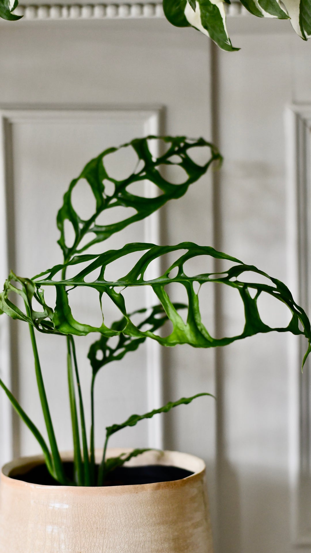 Monstera obliqua 'Peru' (Swiss Cheese Vine, Monstera obliqua Peru Form –  Happy Houseplants