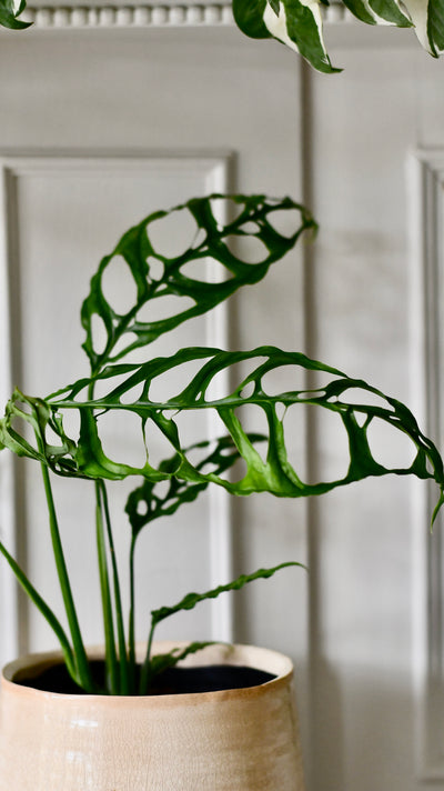 Monstera obliqua 'Peru' (Swiss Cheese Vine, Monstera obliqua Peru Form)