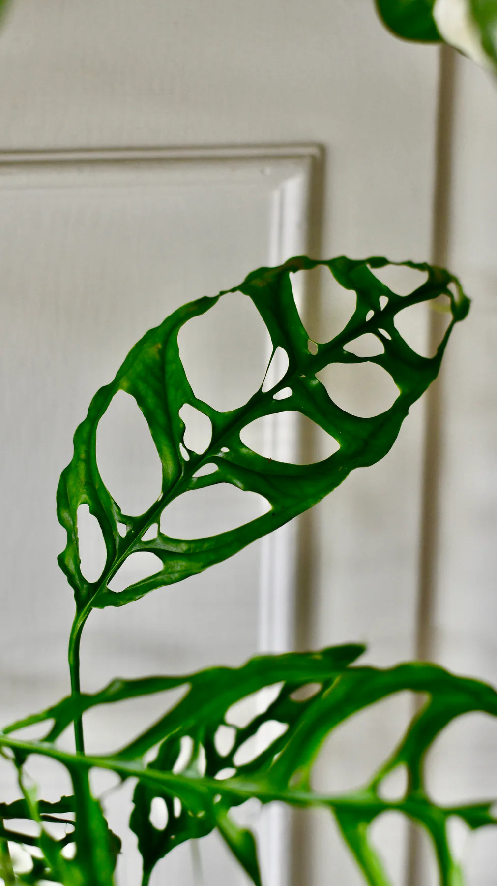 Baby Monstera obliqua 'Peru' (Swiss Cheese Vine, Monstera obliqua Peru Form)