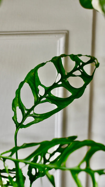 Baby Monstera obliqua 'Peru' (Swiss Cheese Vine, Monstera obliqua Peru Form)