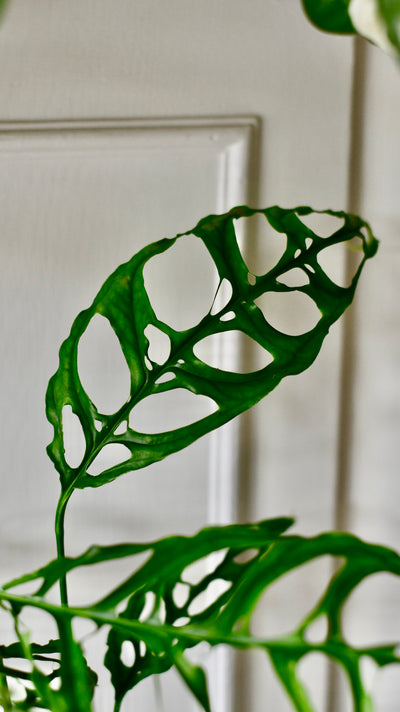 Monstera obliqua 'Peru' (Swiss Cheese Vine, Monstera obliqua Peru Form)