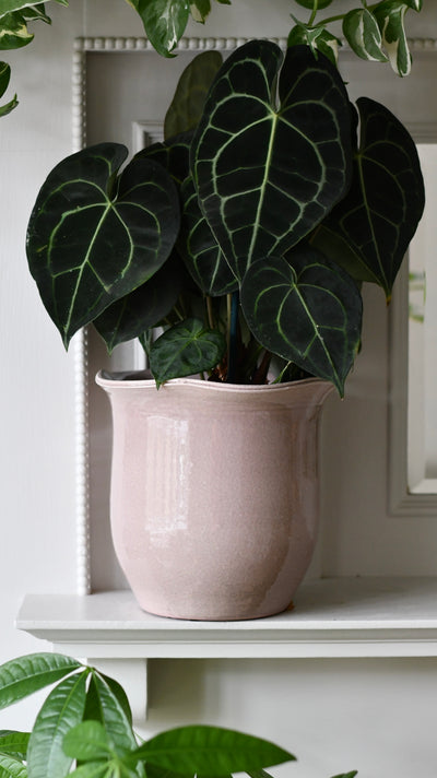 Scalloped Edge Planter Blush