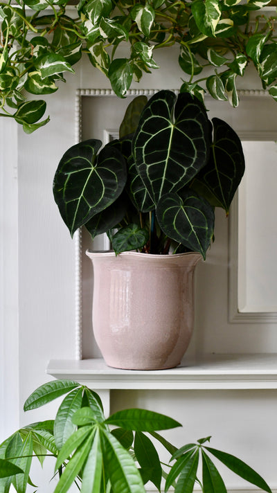 Scalloped Edge Planter Blush