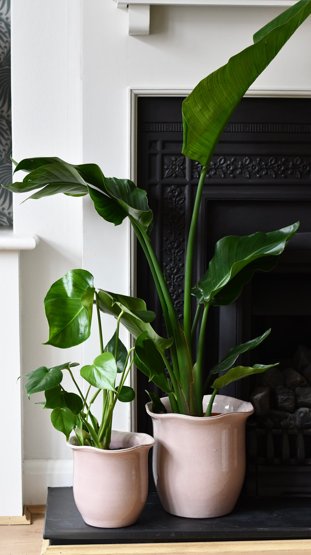 Scalloped Edge Planter Blush – Happy Houseplants