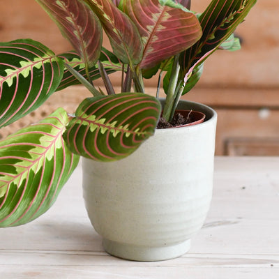 Serene speckle green granite planter 14cm x 14cm