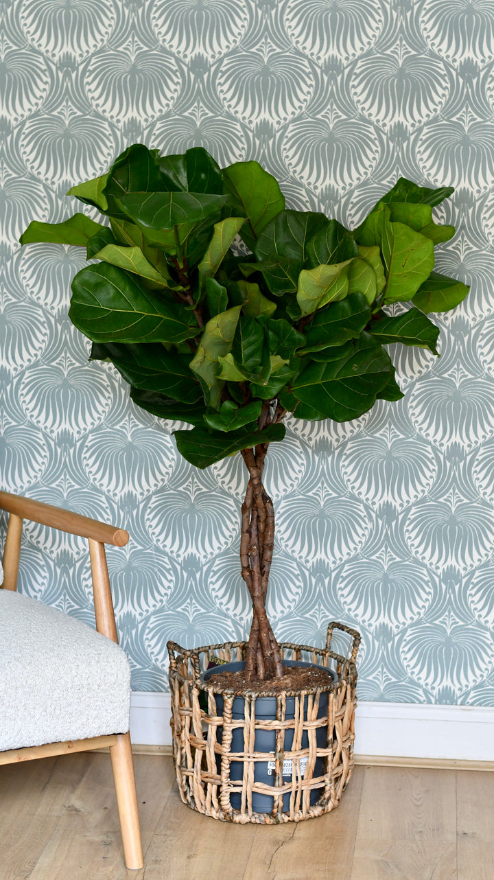 twisted fiddle leaf fig Buy Twisted Stem Fiddle Leaf Fig (Ficus Lyrata) – Tall Indoor Plant with  Sculptural Trunk – Happy Houseplants