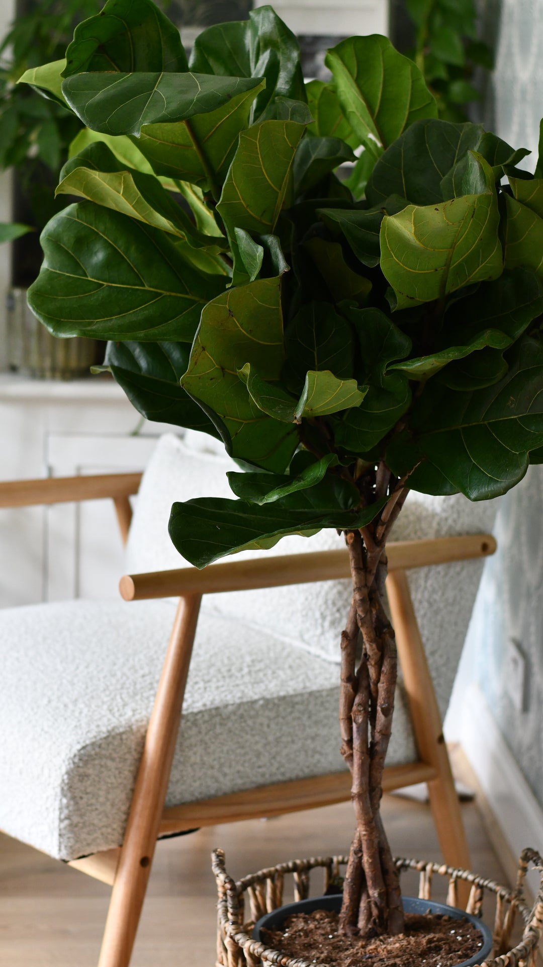 best artificial fiddle leaf fig tree uk Buy Twisted Stem Fiddle Leaf Fig (Ficus Lyrata) – Tall Indoor Plant with Sculptural Trunk – Happy Houseplants