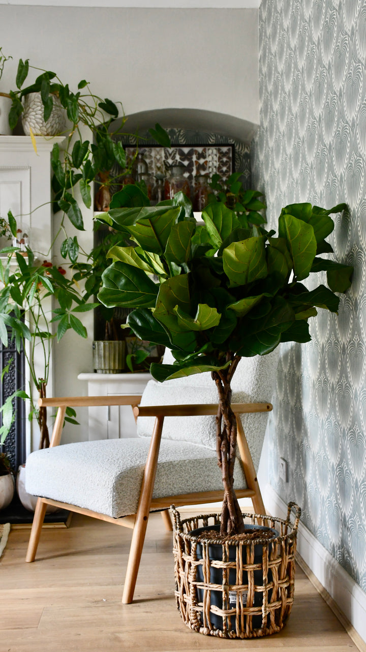 Buy Twisted Stem Fiddle Leaf Fig (Ficus Lyrata) – Tall Indoor Plant with  Sculptural Trunk – Happy Houseplants
