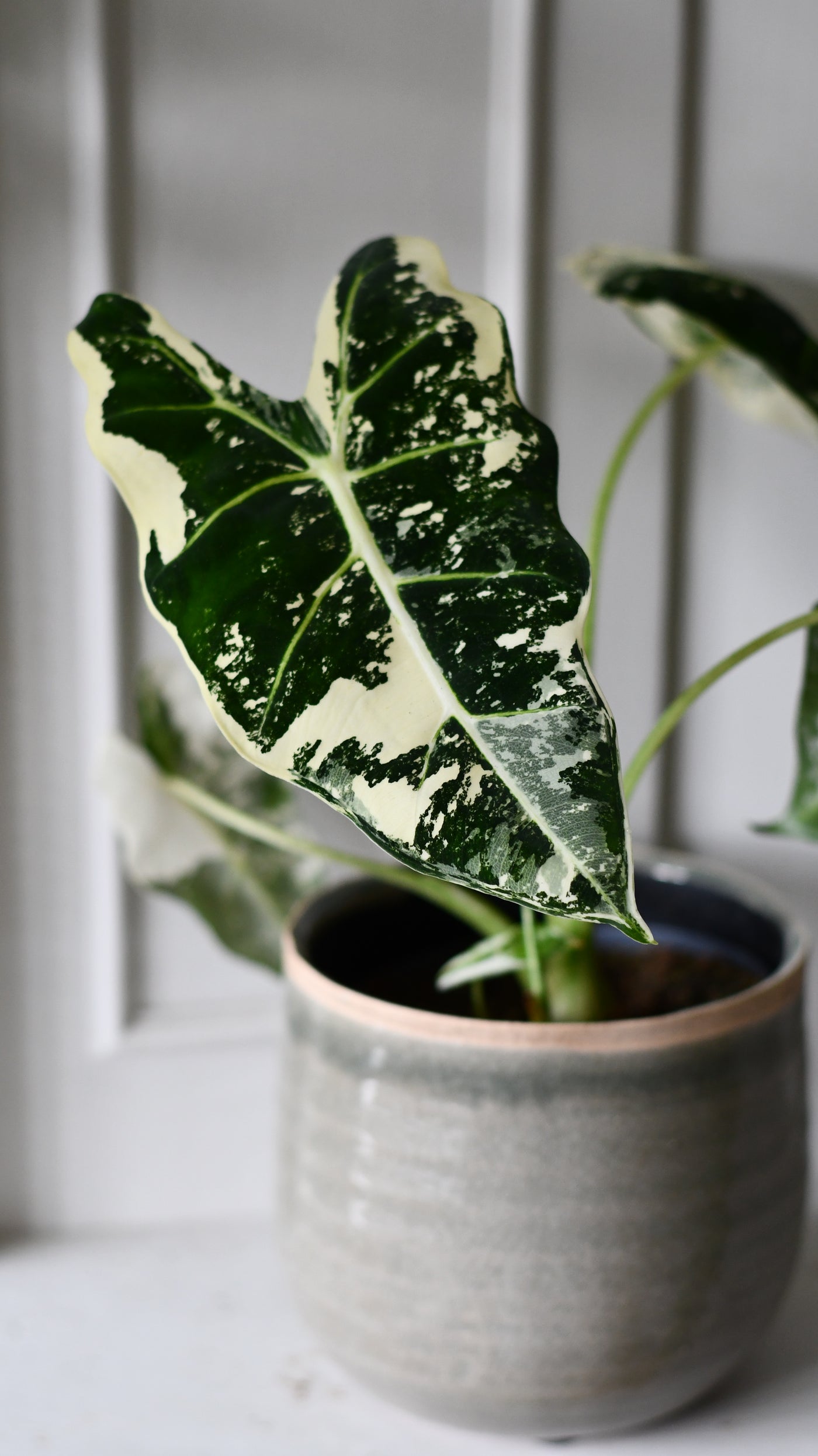 Alocasia Frydek Variegata – Rare Collector Plant with Stunning White Variegation