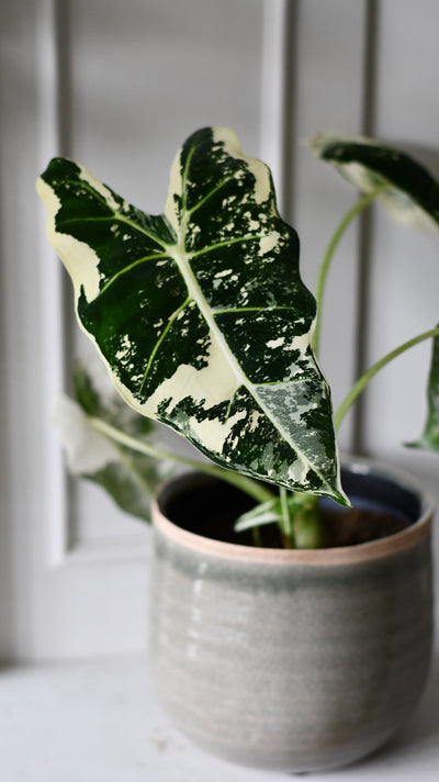 Alocasia Frydek Variegata – Rare Collector Plant with Stunning White Variegation