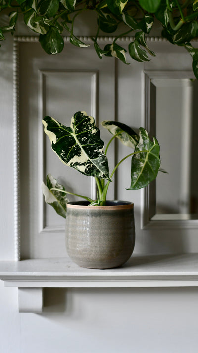 Alocasia Frydek Variegata – Rare Collector Plant with Stunning White Variegation