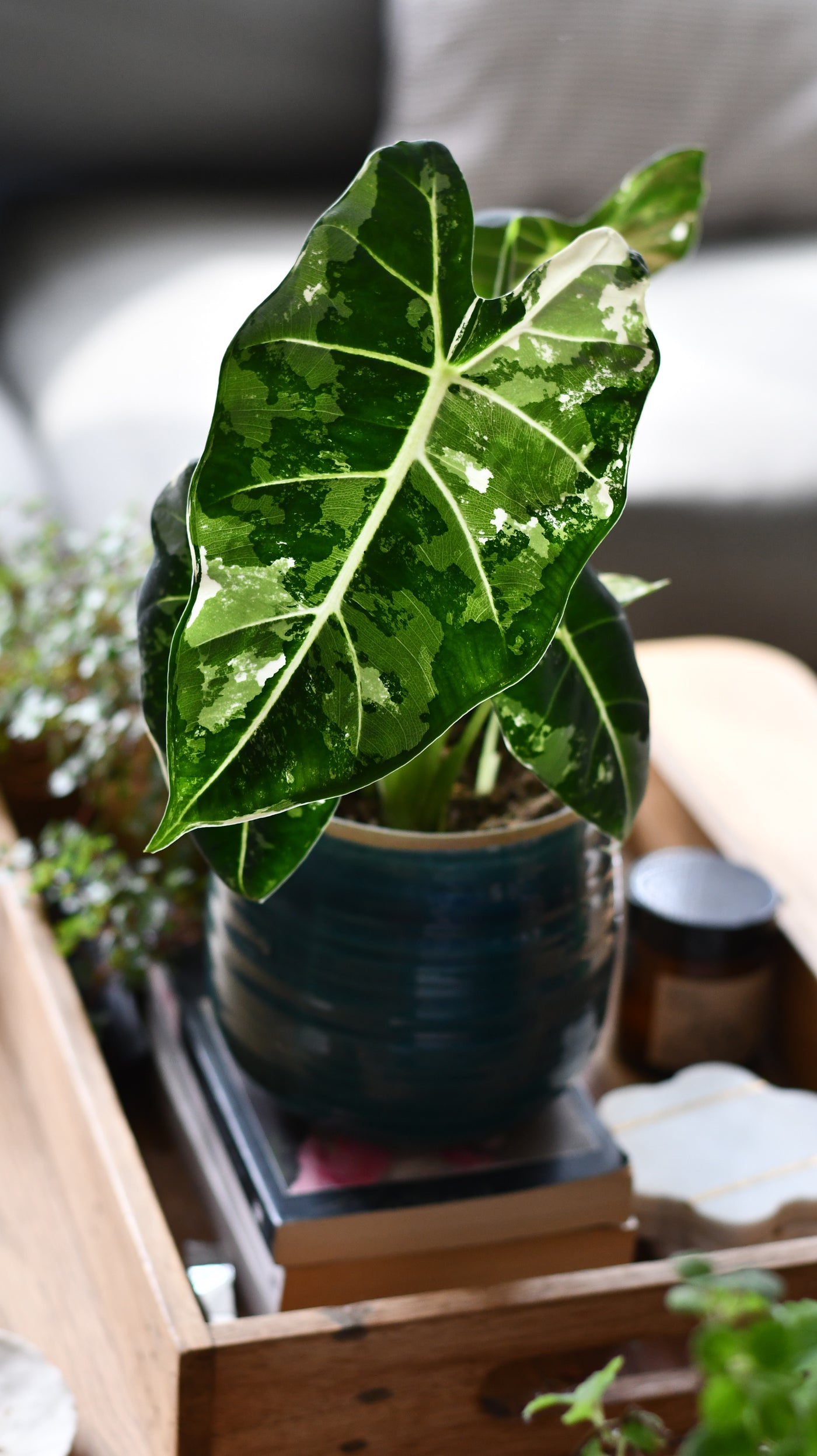 Alocasia Frydek Variegata – Rare Collector Plant with Stunning White Variegation