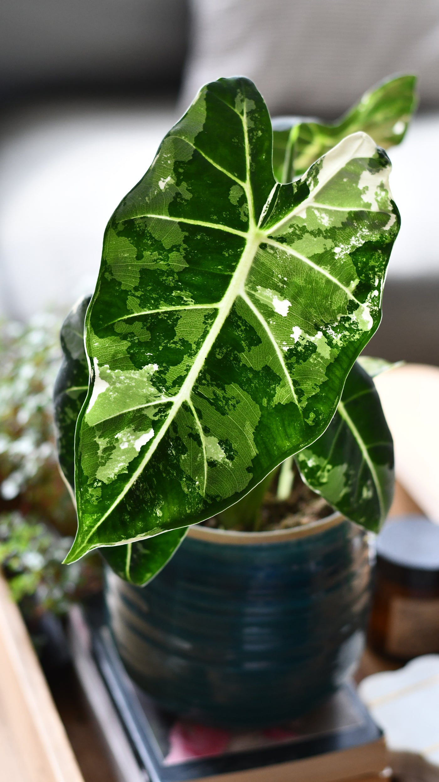 Alocasia Frydek Variegata – Rare Collector Plant with Stunning White Variegation