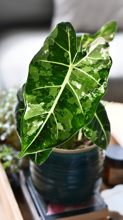 Alocasia Frydek Variegata – Rare Collector Plant with Stunning White Variegation