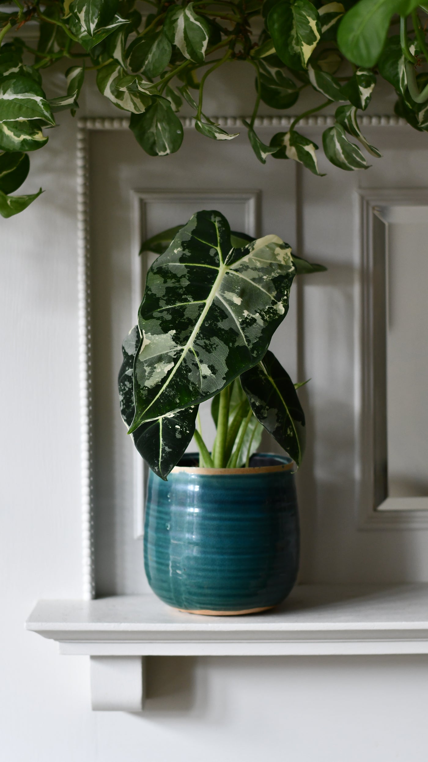Alocasia Frydek Variegata – Rare Collector Plant with Stunning White Variegation
