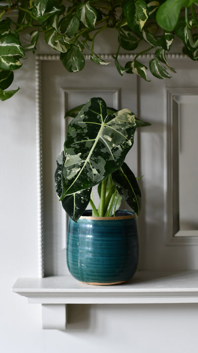 Alocasia Frydek Variegata – Rare Collector Plant with Stunning White Variegation