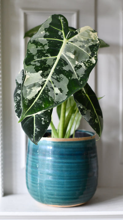 Alocasia Frydek Variegata – Rare Collector Plant with Stunning White Variegation